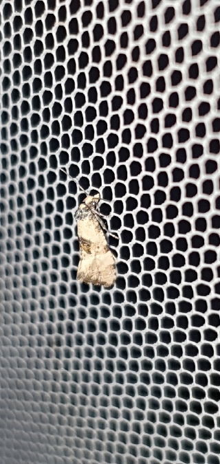 Cochylis pallidana  - Melchior Viallet
