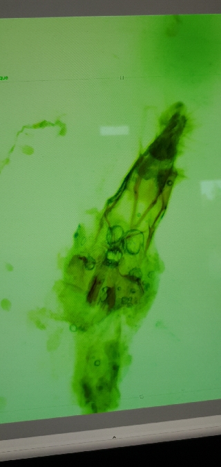 Cochylis pallidana  - Melchior Viallet