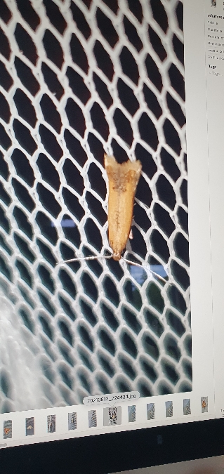 Coptotriche marginea  - Melchior Viallet