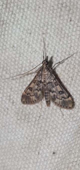 Dolicharthria bruguieralis  - Melchior Viallet