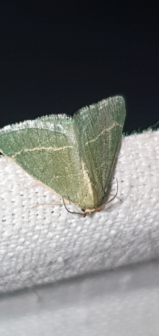 Smaragdine graminée  - Melchior Viallet