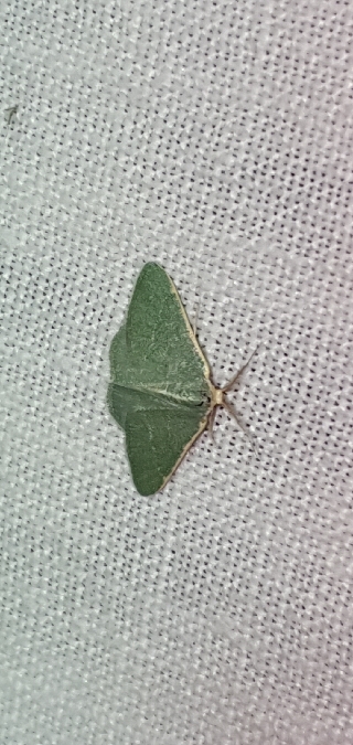 Smaragdine graminée  - Melchior Viallet