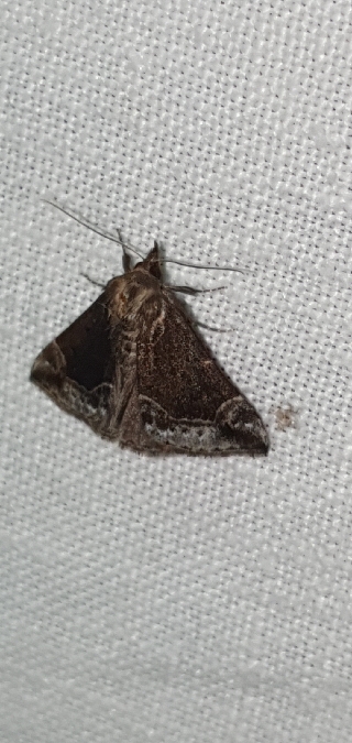 Hypena crassalis  - Melchior Viallet