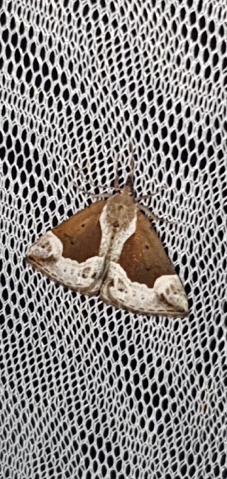 Hypena crassalis  - Melchior Viallet