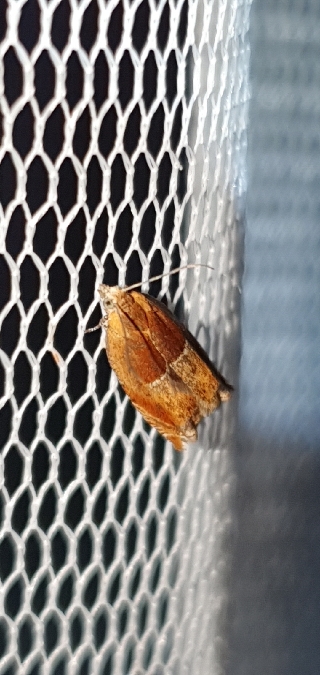 Ancylis mitterbacheriana  - Melchior Viallet