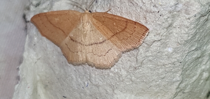 Cyclophora linearia  - Melchior Viallet