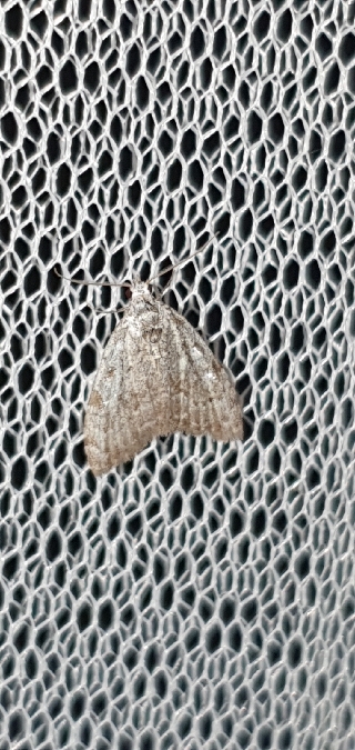 Nola confusalis  - Melchior Viallet