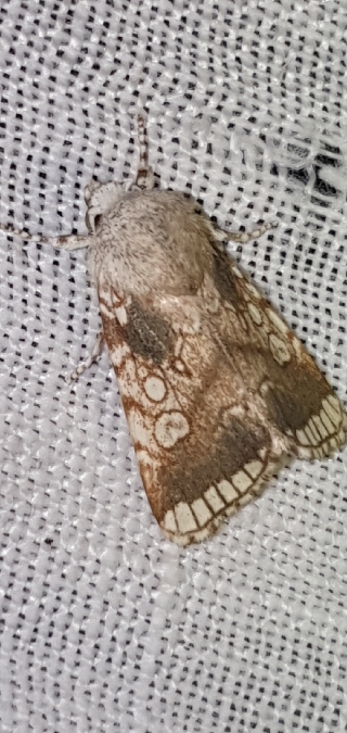 Dicycla oo  - Melchior Viallet