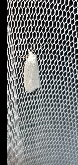 Eana argentana  - Melchior Viallet