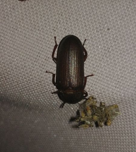 Tenebrio molitor 