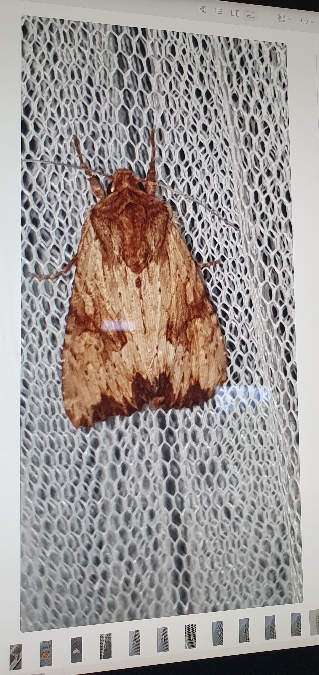 Apamea sublustris  - Melchior Viallet