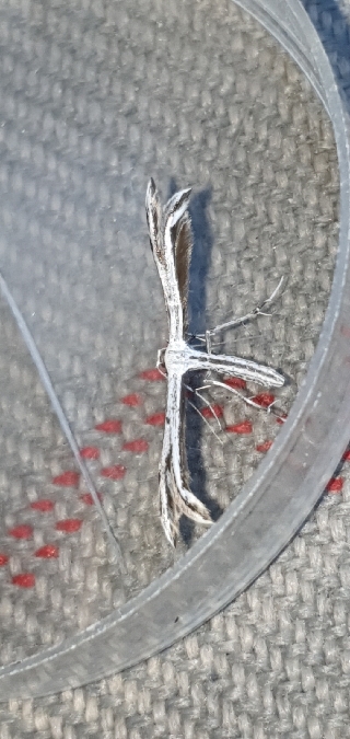 Calyciphora adamas  - Melchior Viallet