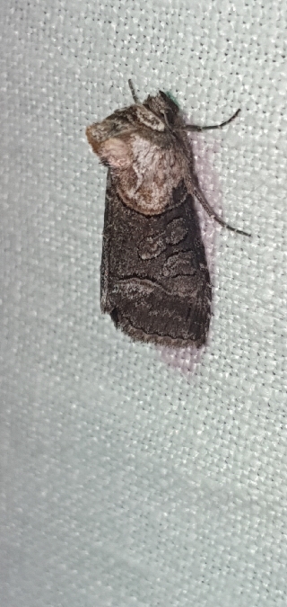 Abrostola asclepiadis  - Melchior Viallet
