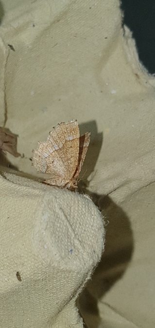 Cepphis advenaria  - Melchior Viallet