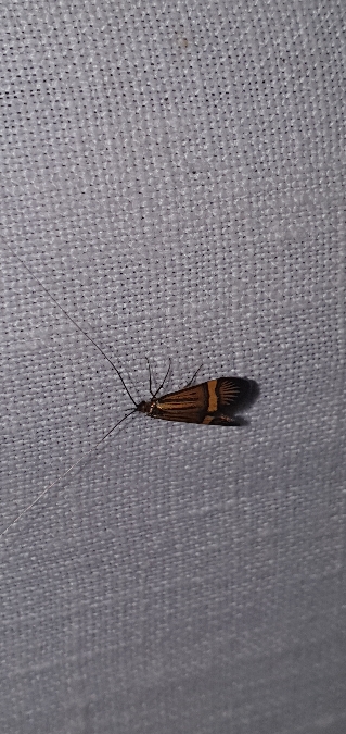 Nemophora degeerella  - Melchior Viallet