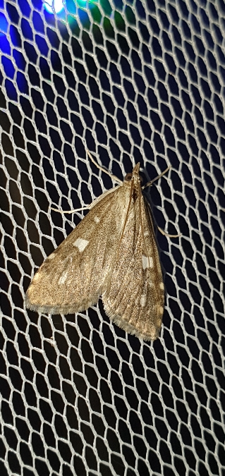 Udea olivalis  - Melchior Viallet