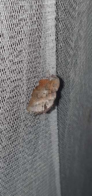 Petite feuille-morte  - Melchior Viallet