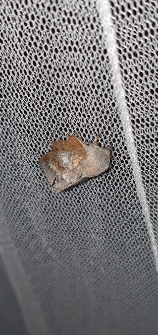 Petite feuille-morte  - Melchior Viallet
