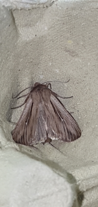 Leucania comma  - Melchior Viallet