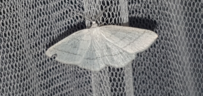 Cabère virginale  - Melchior Viallet