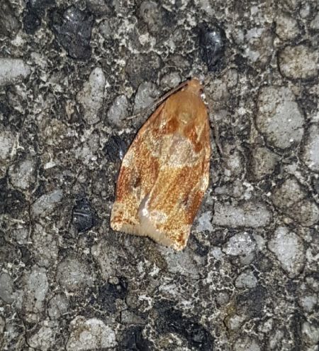Archips xylosteana  - Thomas Lux
