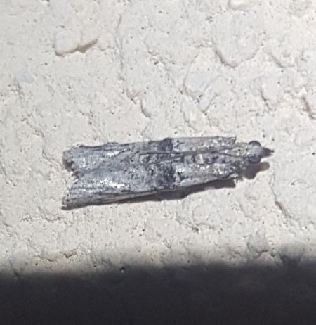 Nephopterix angustella  - Thomas Lux