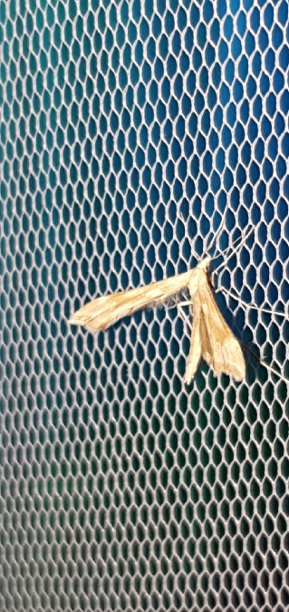 Gillmeria pallidactyla  - Melchior Viallet