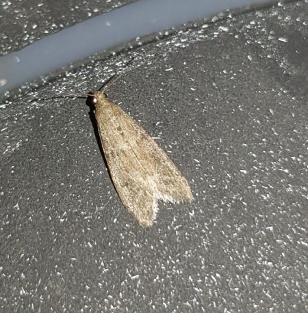 Ephestia kuehniella  - Thomas Lux