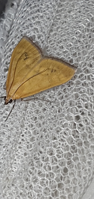 Mecyna lutealis  - Melchior Viallet