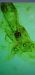 Marasmarcha fauna  - Melchior Viallet