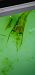 Coleophora dianthi  - Melchior Viallet