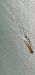 Coleophora genistae  - Melchior Viallet