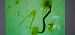 Coleophora genistae  - Melchior Viallet