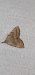 Pechipogo strigilata  - Melchior Viallet