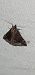 Hypena crassalis  - Melchior Viallet