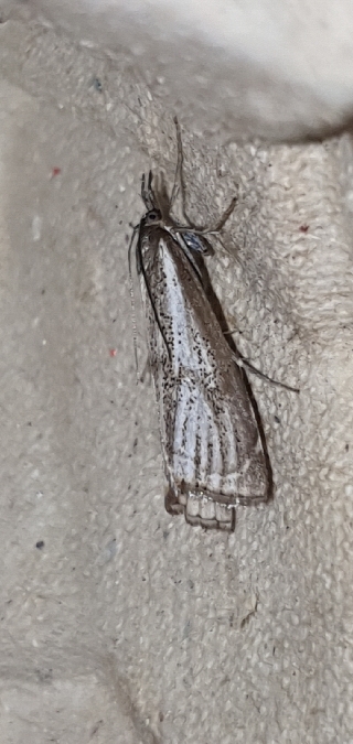 Crambus des champs  - Melchior Viallet