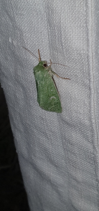 Calamia tridens  - Melchior Viallet