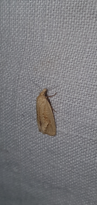 Cochylimorpha meridiana  - Melchior Viallet