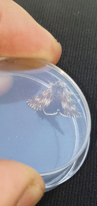 Omia cymbalariae  - Melchior Viallet