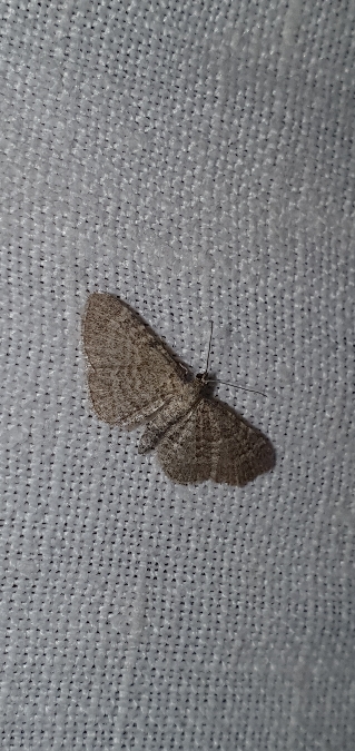 Eupithecia plumbeolata  - Melchior Viallet