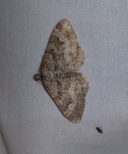 Epirrhoe molluginata  - Thomas Lux