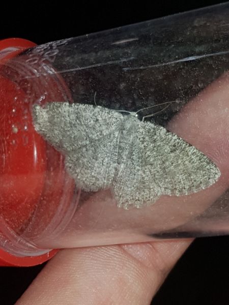 Charissa pullata  - Thomas Lux