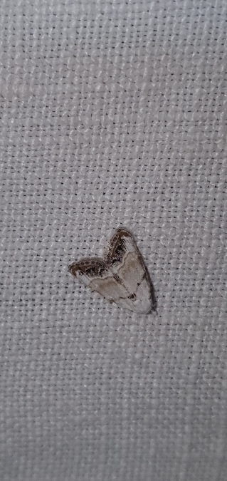 Nola subchlamydula infantula  - Melchior Viallet