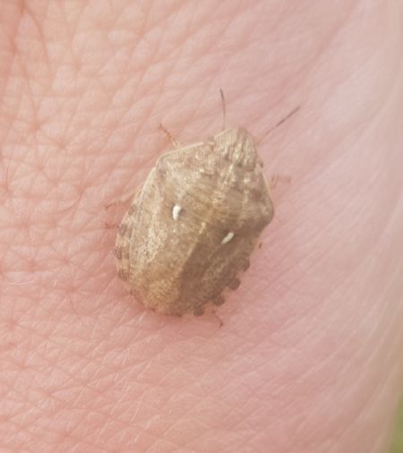 Eurygaster maura  - Thomas Lux