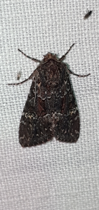 Mniotype adusta  - Melchior Viallet