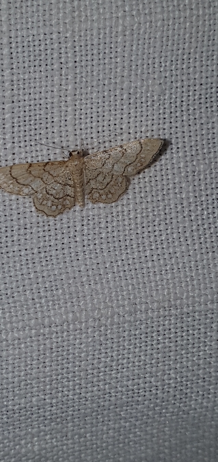 Idaea moniliata  - Melchior Viallet