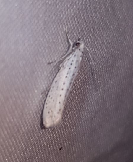 Yponomeuta evonymella  - Thomas Lux