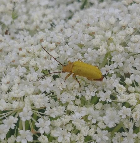 Cistèle jaune 