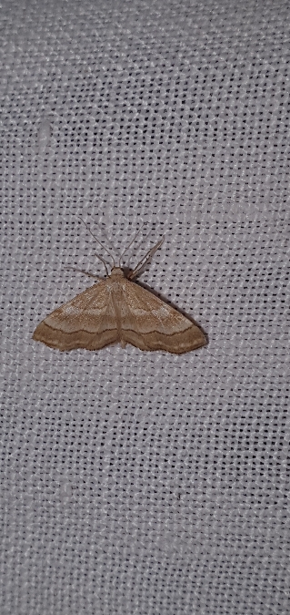 Idaea circuitaria  - Melchior Viallet
