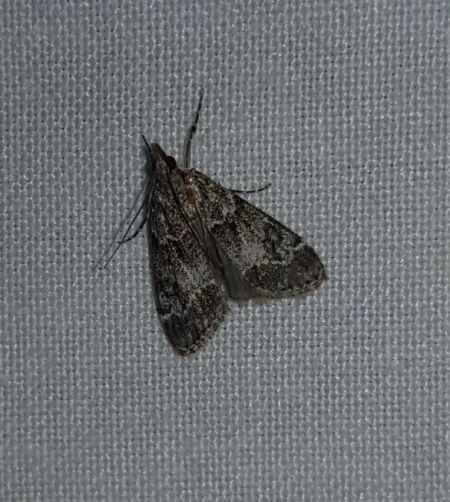 Eudonia mercurella  - Thomas Lux